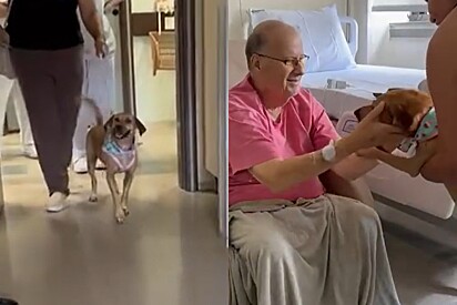 Cheia de alegria, cachorrinha caramelo se emociona ao visitar tutor internado há 11 dias.