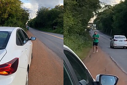 Casal atrasa volta das férias após ver 10 bolinhas de pelos caminhando na beira de rodovia.