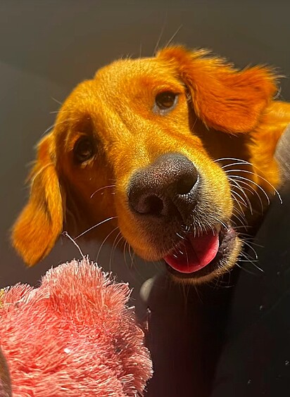 Sonny é o golden retriever da família e se recusa a começar o dia sem dar um bom dia à sua dona. 