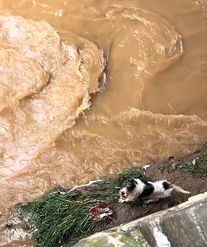 O cachorrinho foi resgatado em segurança.