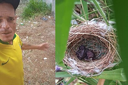 Homem se recusa a limpar terreno após encontrar dois pequenos filhotes dormindo em uma moita.