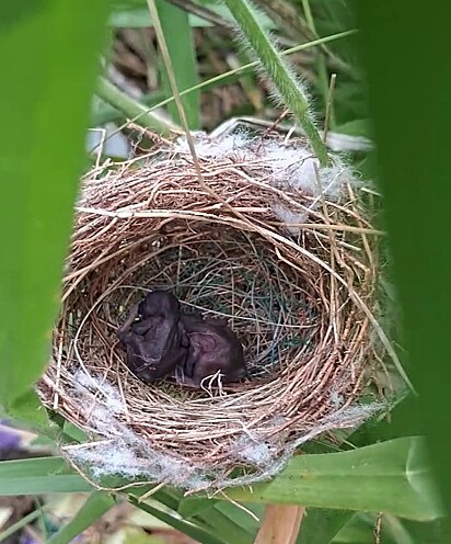 Ele encontrou dois filhotes de aves em um ninho.