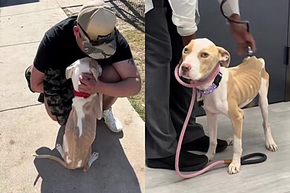 Opal conquistou o coração de uma voluntária do abrigo.