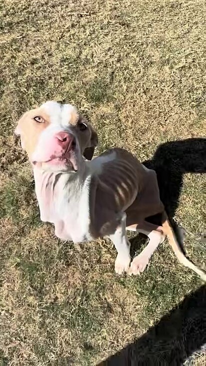 A cachorra da raça pitbull estava muito magra.