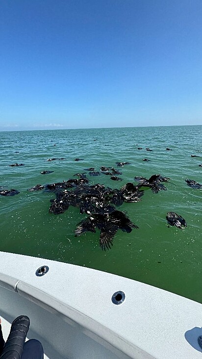 A mancha preta se destacou no Golfo do México.