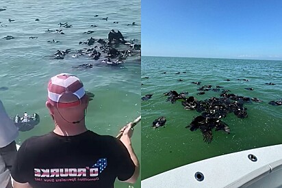 Homem para embarcação ao ver macha escura no meio do mar, mas ao se aproximar percebe que algo se movia.