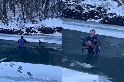 Com bravura, homem se arrisca e entra em rio gelado para salvar cachorro de estranho.