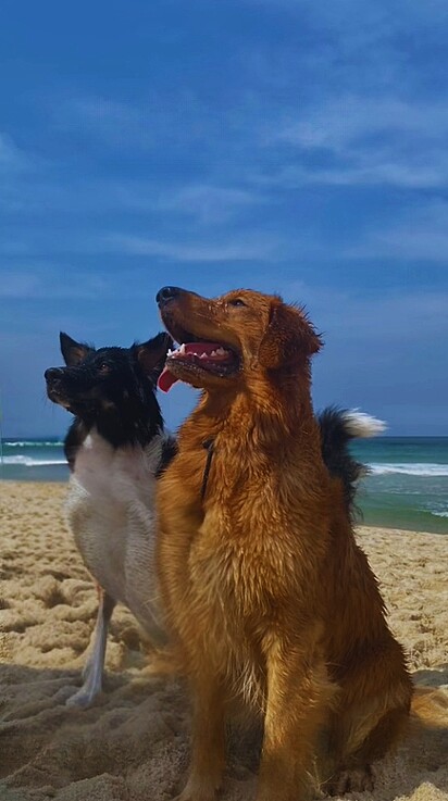 Os cães acabaram cruzando e dando à luz nove filhotinhos.