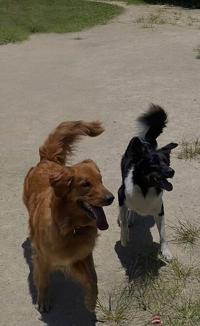 Inácio, um border collie, e Chica, uma golden retriever.