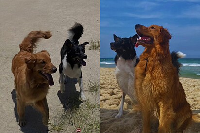 Filhotes de Golden e Border Collie nascem diferentes dos pais, mas semanas depois revelam a melhor surpresa 