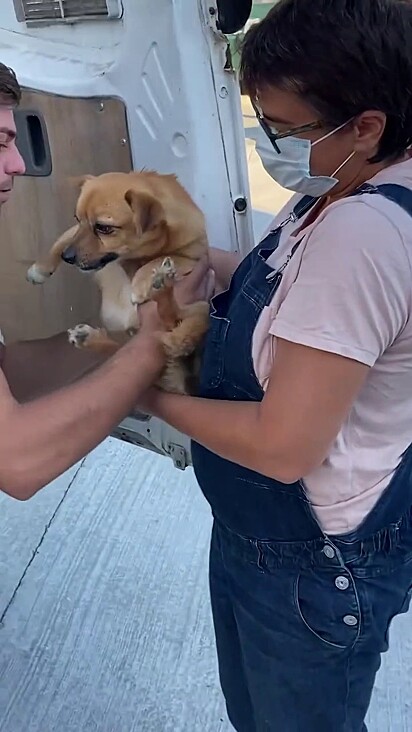 A cachorrinha foi adotada e levada para outro país.