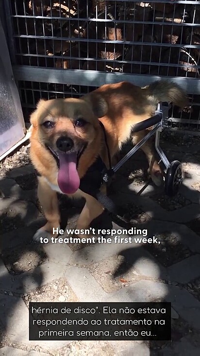 A cachorrinha precisou usar cadeira de rodas.