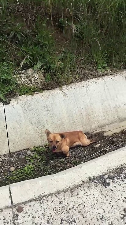 Ela estava se arrastando pelo acostamento.