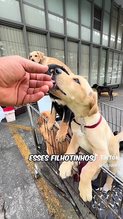 O adestrador compartilhou as cenas no Tik Tok.