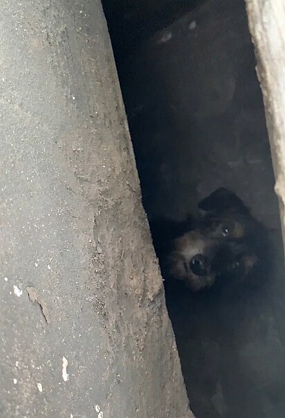 Ao se aproximar, ela viu um cãozinho preso em um bueiro.