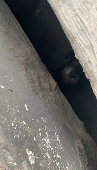 Mesmo sem avistar nenhum animal, Fernanda notou latidos vindos de dentro de um bueiro.