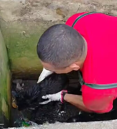 Equipes do Corpo de Bombeiro trabalharam no resgate de um cachorro cego em Cabreúva (SP).