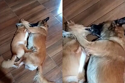 Cachorros são flagrados trocando beijos - até que tutor descobre e eles tentam disfarçar.