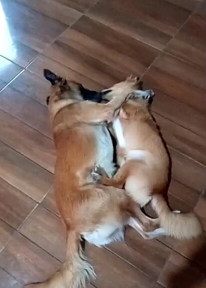 Os cães foram flagrados trocando beijinhos.