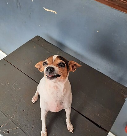 Cristal é uma cachorrinha sorridente.