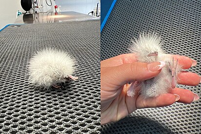 Pompom com pés chama a atenção da internet; que animal é esse?