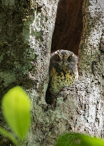 Corujas-bacuraus adultas são vistas espiando por entre as árvores.