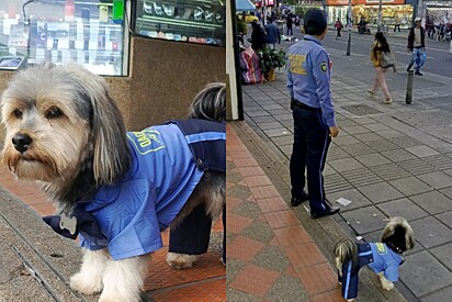 Jordan adora sua rotina de guarda local. A comunidade se sente protegida com sua presença.