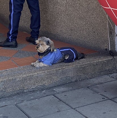 O cachorro fazendo a guarda da vizinhança com sua roupa de vigia.