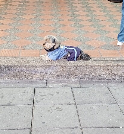 Apesar de ir com o tutor ao trabalho, o cachorro gosta de ficar na calçada.