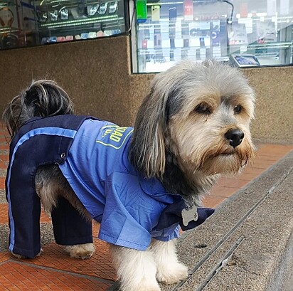 O cachorro com roupa de guarda.