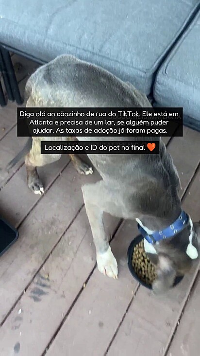 Zoë está tentando encontrar um lar para ele.