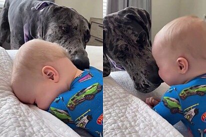 O bebê não tem medo da interação com o dogue alemão.