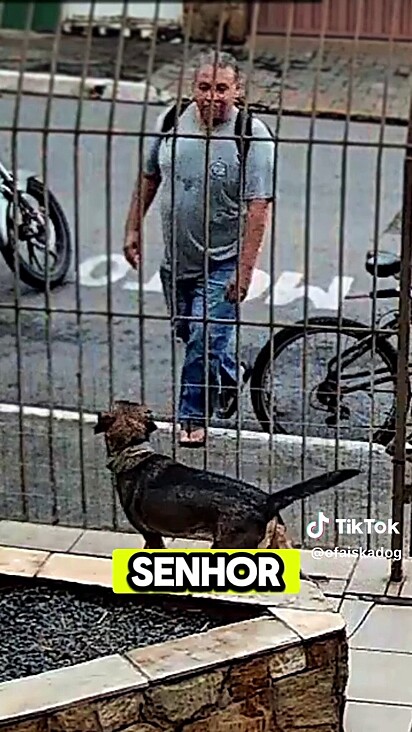 Algo no cão faz com que os cães não tenham medo.