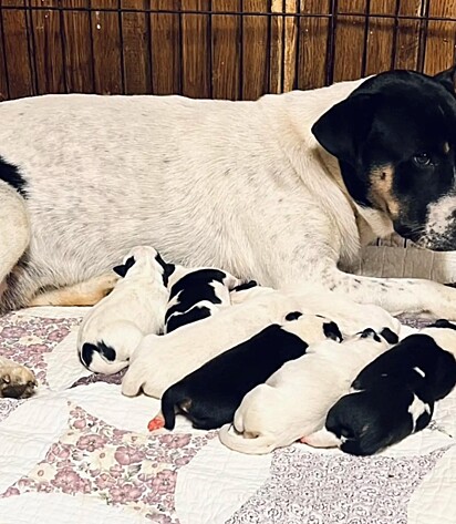 A mamãe canina e os seus sete bebês foram resgatados.