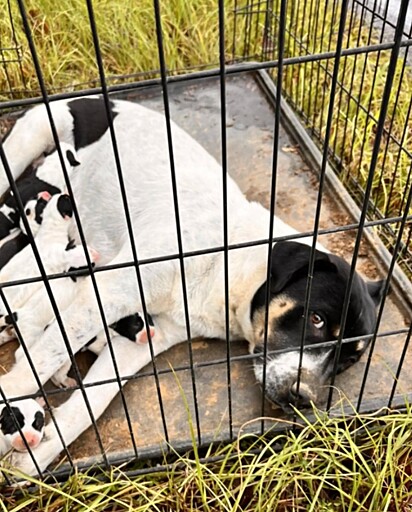 Assim que se aproximou, a protetora viu a cruel cena de uma mãe abandonada com os seus filhotes.