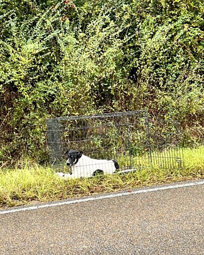 Valerie Hicks dirigia quando se deparou com um cão preso em uma caixa no acostamento de uma estrada.