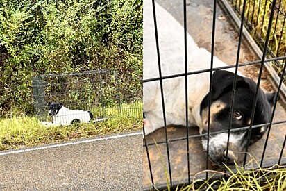 Mulher dá meia volta após ver cachorro com olhar triste na estrada - então ela percebe o que aconteceu.