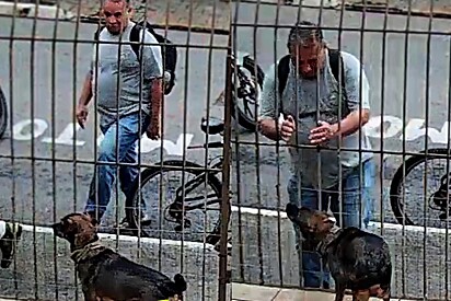 Cão simpático viraliza por sua facilidade em fazer amizades no portão de casa.