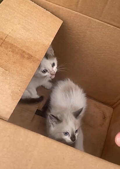 Os gatinhos foram abandonados dentro de uma caixa de papelão.