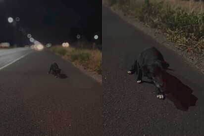 Motorista para ao ver pequeno ponto preto em avenida movimenta e recebe olhar de gratidão comovente