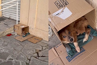 Moça não consegue ficar indiferente ao ver rabinho balançando para ela de dentro de caixa papelão