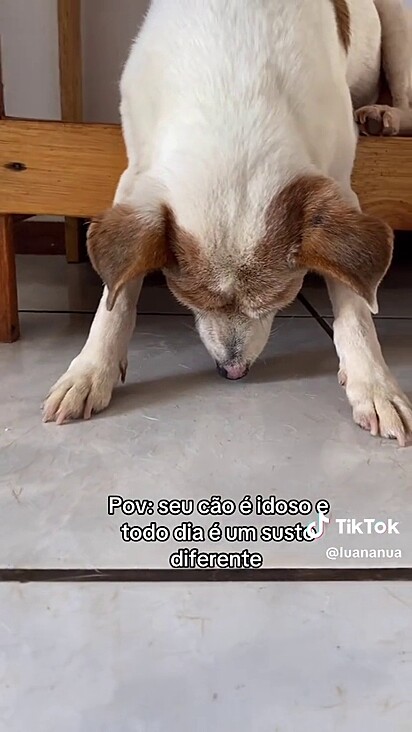 A cachorrinha estava dormindo no móvel da sala.