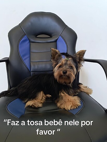 Dani levou Chubaca ao pet shop para fazer uma tosa bebê.