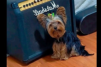 Yorkshire é levado para receber tosa bebê em pet shop, mas cachorro volta muito diferente do esperado.