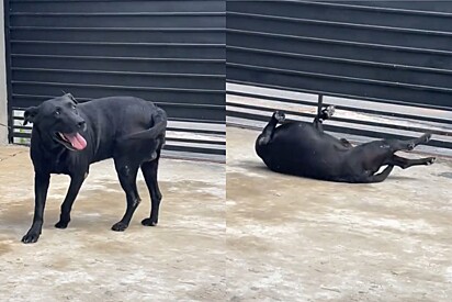 Cachorro que imita o Neymar: Pet engraçado cai toda vez que tutora cita nome de jogador.