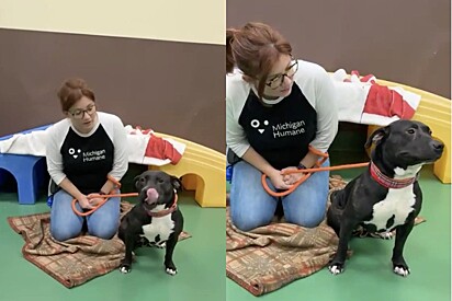 Homem que passava por abrigo de animais vê cachorro e percebe que a conhece