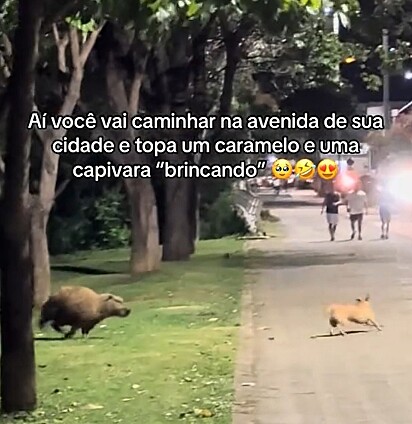 A capivara correndo atrás do caramelo.