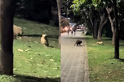 Rapaz sai para caminhar e se depara com cena que representa mais o Brasil que o próprio brasileiro.