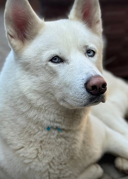 Thor, o cachorro do casal.