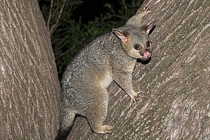 Um gambá australiano.